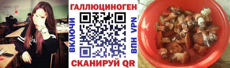 Купить где  Ужур  Галлюциногенные грибы Psilocybine cubensis 